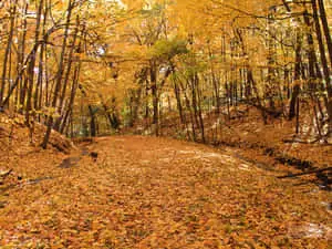 1024 X 768 Autumn Long Meadow Lake Unit