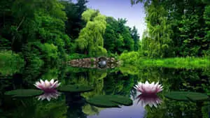 خلفية طبيعة 1080p لزهور اللوتس