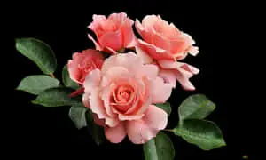 Pink 1280x768 Rose