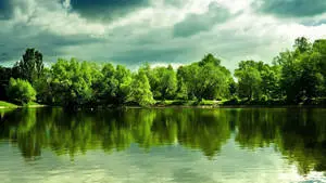 دقة 1920x1080 Full HD: أشجار خضراء وسماء كئيبة