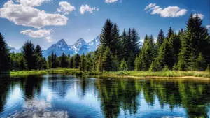 1920x1080 Full HD Nature Towering Pine Trees