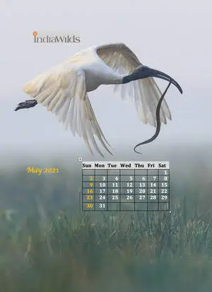 "Stylish 2021 Calendar On A Vibrant Background"