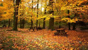 2560x1440 Fall Picnic Tables 
