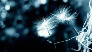 32K Ultra HD Nature Black And White Dandelions