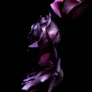 4K Purple Roses