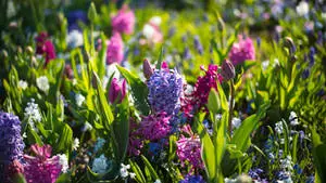 4K Spring Violet Pink Flowers