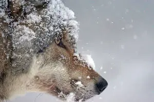 4K Ultra HD Wolf With Snow