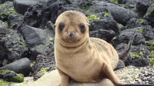 Captivating Fur Seal of the Galapagos Islands