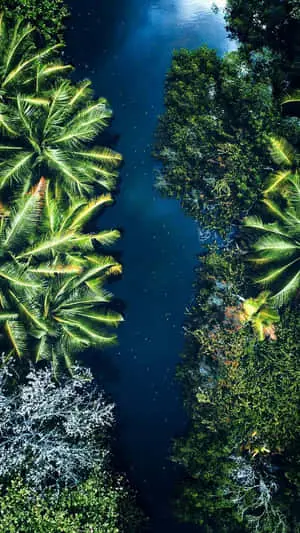 Top View Aesthetic Green Trees With River Pictures