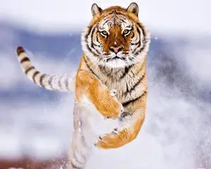 Angry Tiger In Snow