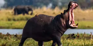 Hippo Animal Picture