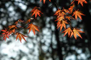 Autumn Background