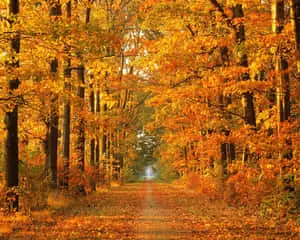 Autumn Background