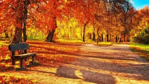 Autumn Background