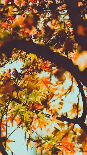 Autumn Background