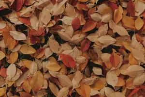 Autumn Background