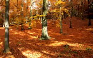 Autumn Background