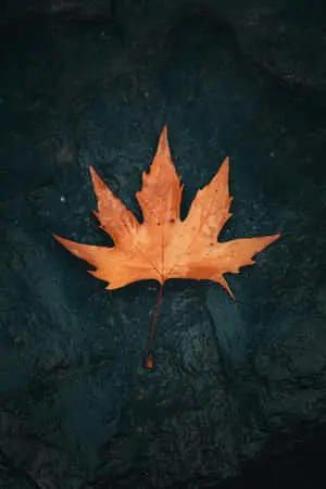 Autumn Background