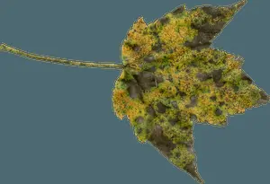 Autumn Decay Leaf.png