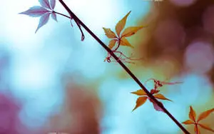 Autumn Leaf Girly Lock Screen Iphone