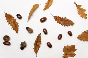 أوراق الخريف والمكسرات