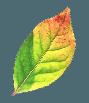 Autumn Transition Leaf.png
