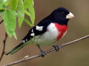  Stunning Image of a Vivacious Baltimore Oriole Bird in Its Natural Habitat 