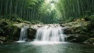 Bamboo Zen Falls