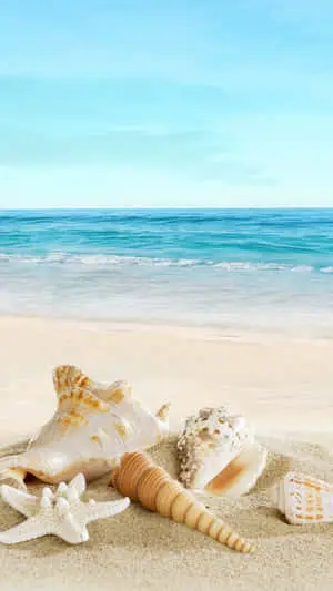 أصداف بحرية على شاطئ الهاتف