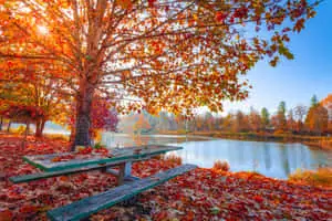 Park Lake Surrounded By Beautiful Fall Trees Pictures