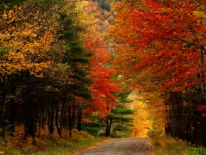 Breathtaking Autumnal Panorama