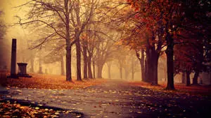 "Stunning Misty Autumn Forest" 