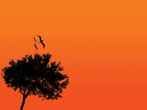 صورة ظلية لشجرة طبيعية جميلة