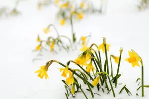 Beautiful Nature Yellow Flower In Snow