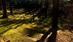 Beautiful Swarthmore College Forest