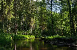 Belarus Forest Lake