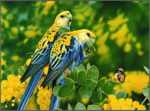 Bird iPhone Image Of Two Colorful Parrots