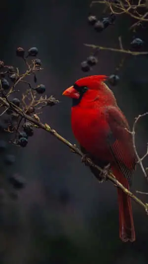 Black Berry-Eating Bird iPhone