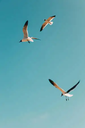 Seagull Bird iPhone Background Image