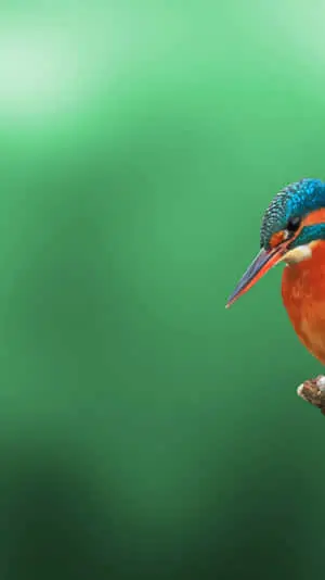 Beak Of A Kingfisher Bird iPhone Image
