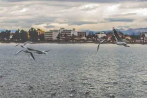 Birds In Nature Near A Bay