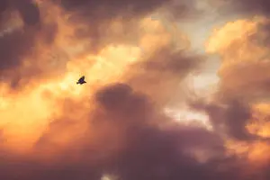 Birds of Nature In Orange Sky
