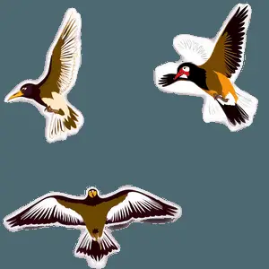 طيور فوق المناظر الطبيعية PNG fyt8