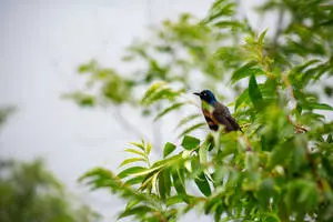 Birds With Blue Heads In Nature