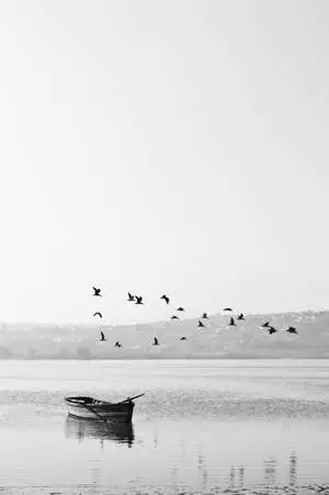 Black And White Birds In Nature
