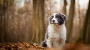 Blue Border Collie Puppy