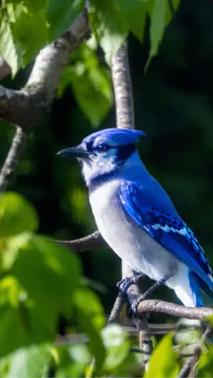 Blue Jay Perched on Branch in Lush Green Forest Sunlight Close-Up Portrait