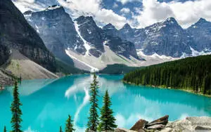 Bright Blue Nature