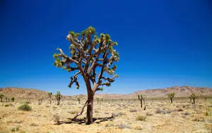 Cute Cacti and Trees in the Desert