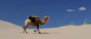 Majestic Camel in Mongolia's Vast Landscape
